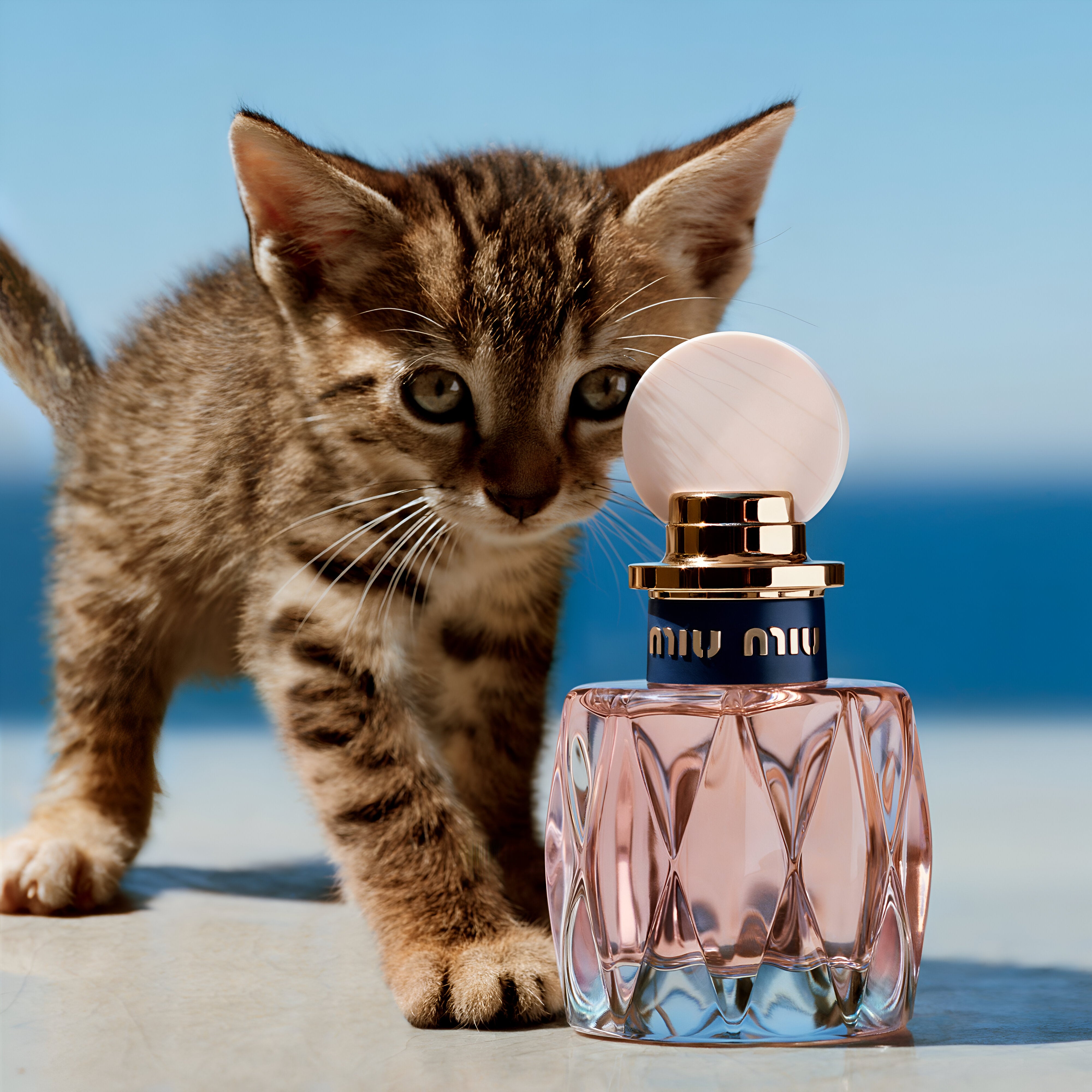 Miu miu new fragrance deals